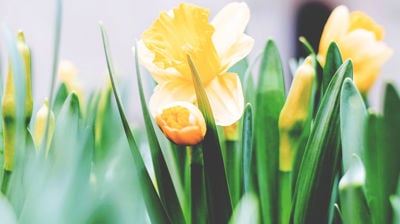 Gudstenester i påska!