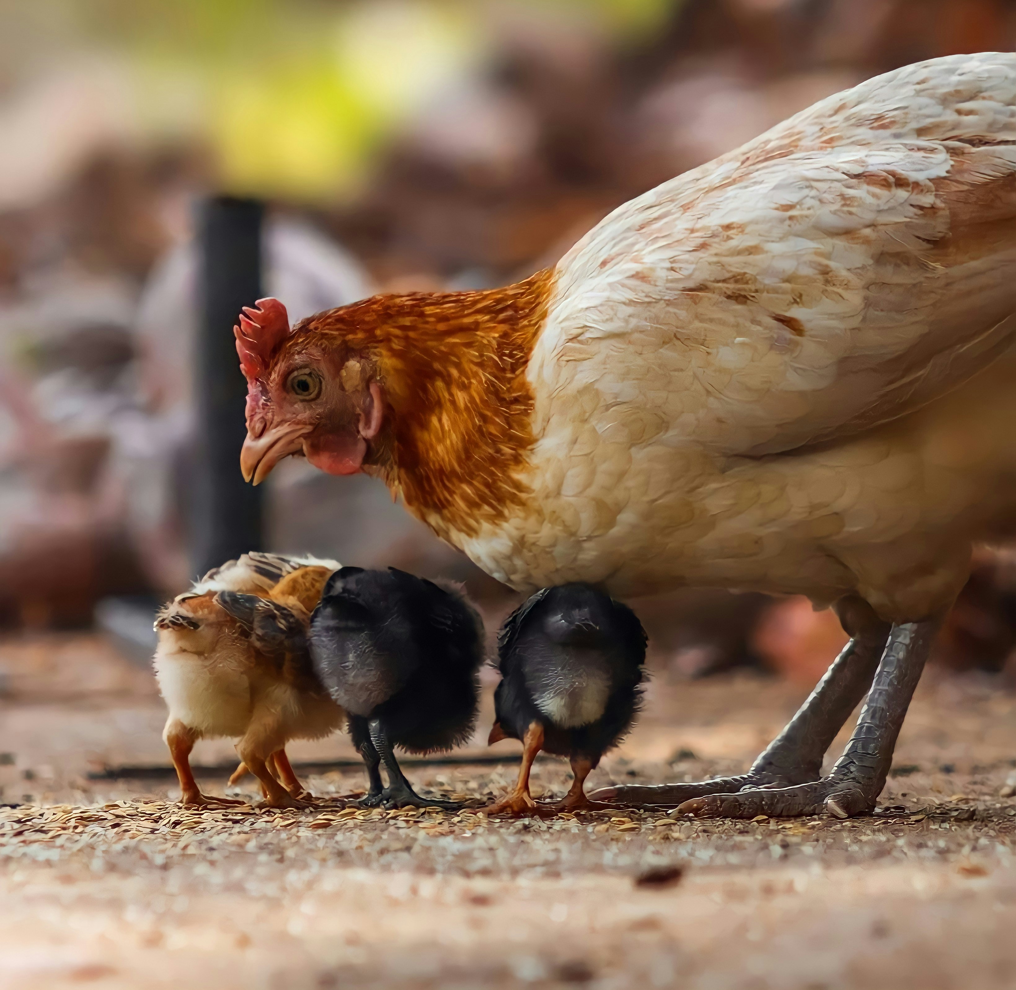 "Kor ofte ville eg ikkje samla borna dine som ei høne samlar kyllingane under vengene sine" (Matt 23,37) Foto: Unsplash