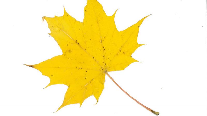 Høstkonsert 2.11 kl. 13