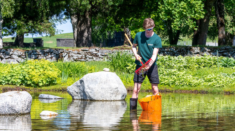 Sommerhjelp på Havstein kirkegård. Foto: Kjetil Aa.