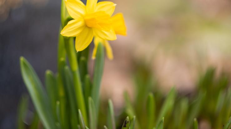 Påskelilje - foto: Kirkerådet