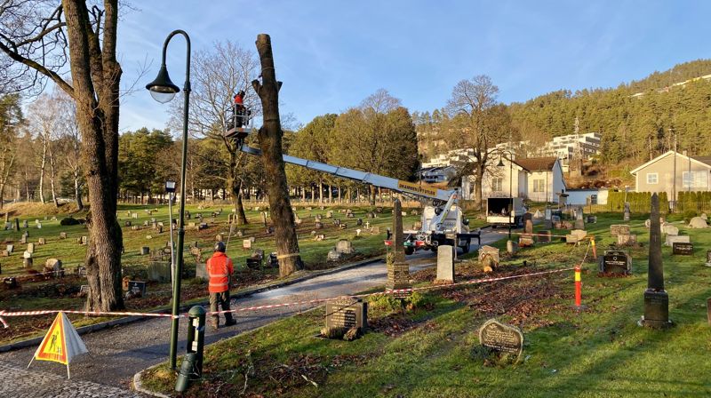 Trefelling på kirkegården