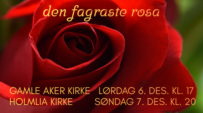 den fagraste rosa 7. des. kl 20