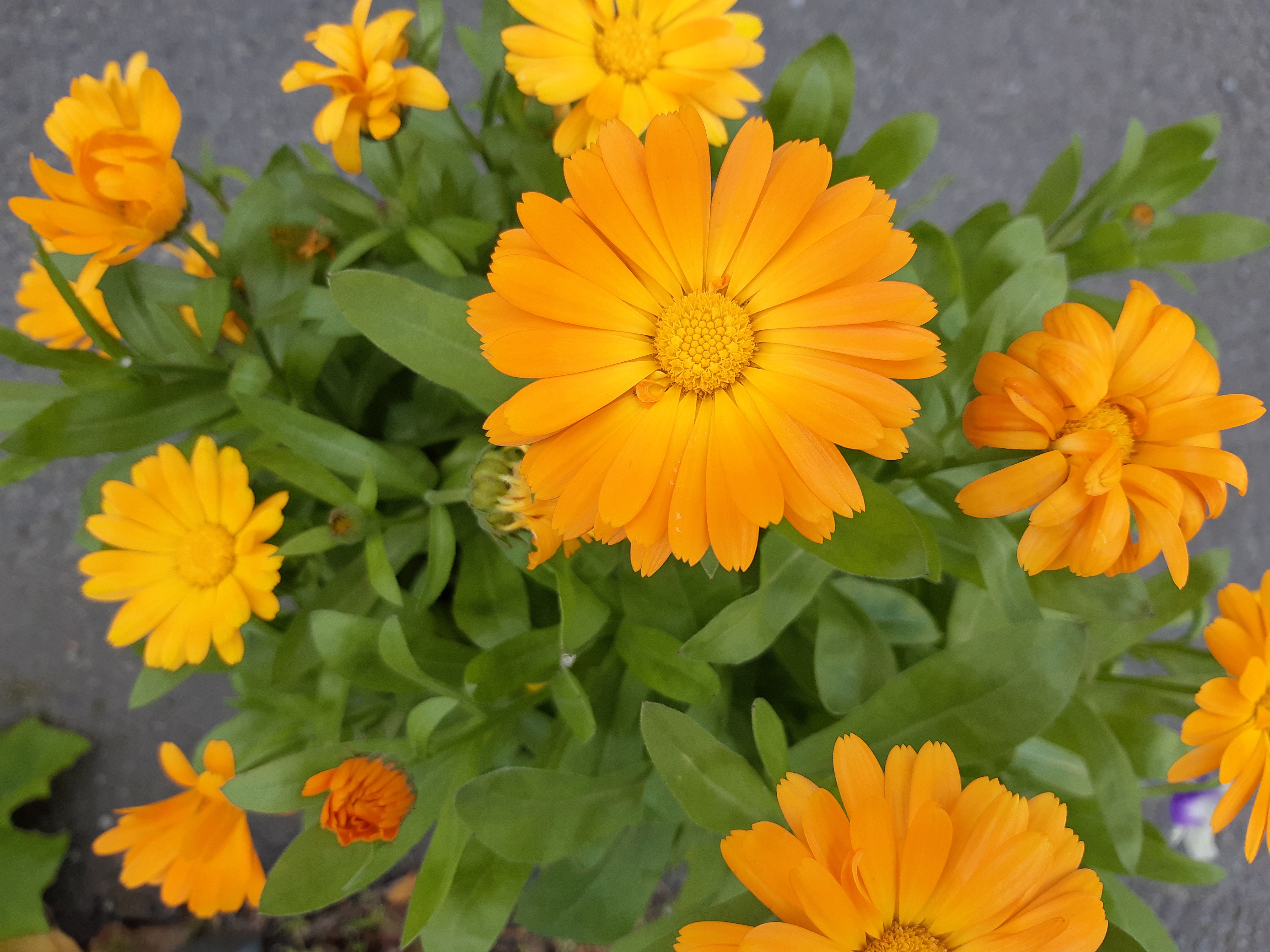 Diakoniplanen for Bodin menighet