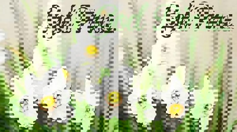 PINSE BETYR LIV OG FELLESSKAP