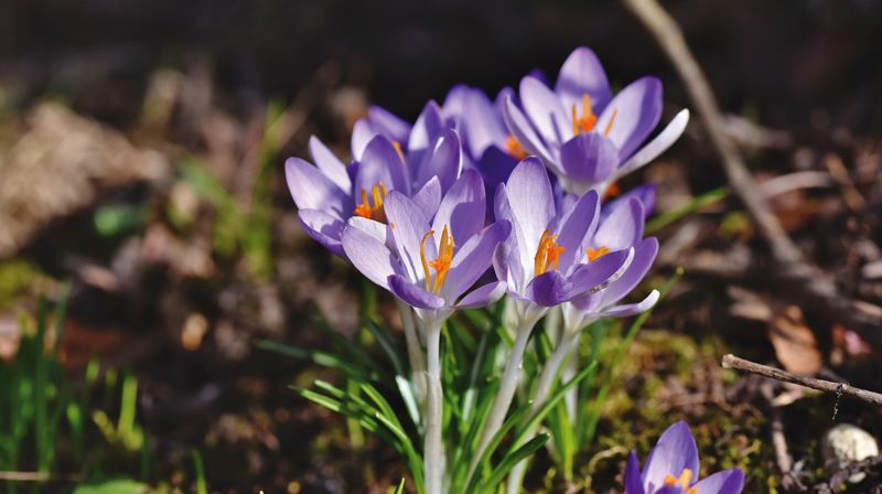 Formiddagstreffet - våren 2024