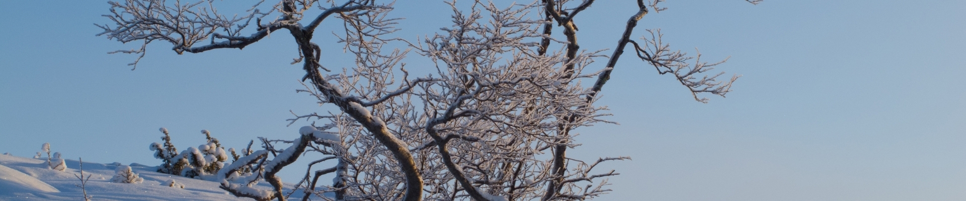 Toppbilde for Tonsen menighet