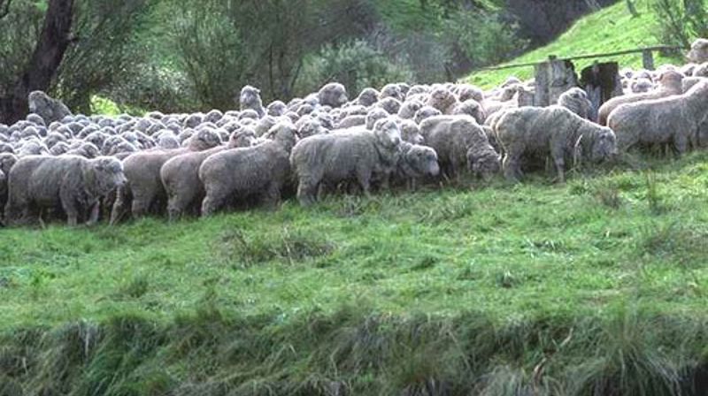 PORT ELLER GJETER? BEGGE DELER TAKK!