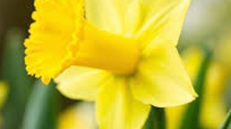 Velkommen til påskens gudstjenester i Rennebu!