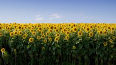 Foto: Bonnie Kittle fra Unsplash.com