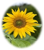 Et bilde som inneholder blomster, plante, solsikke, AsteralesKI-generert innhold kan være feil.