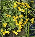 Gule blomster i gress