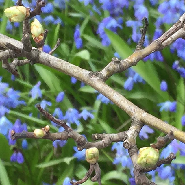 «Du vår med ljose dagar,  med lengting, liv og song,  du spår at Gud oss lagar  ein betre vår ein gong.» E.Blix Foto: Jorun Vang