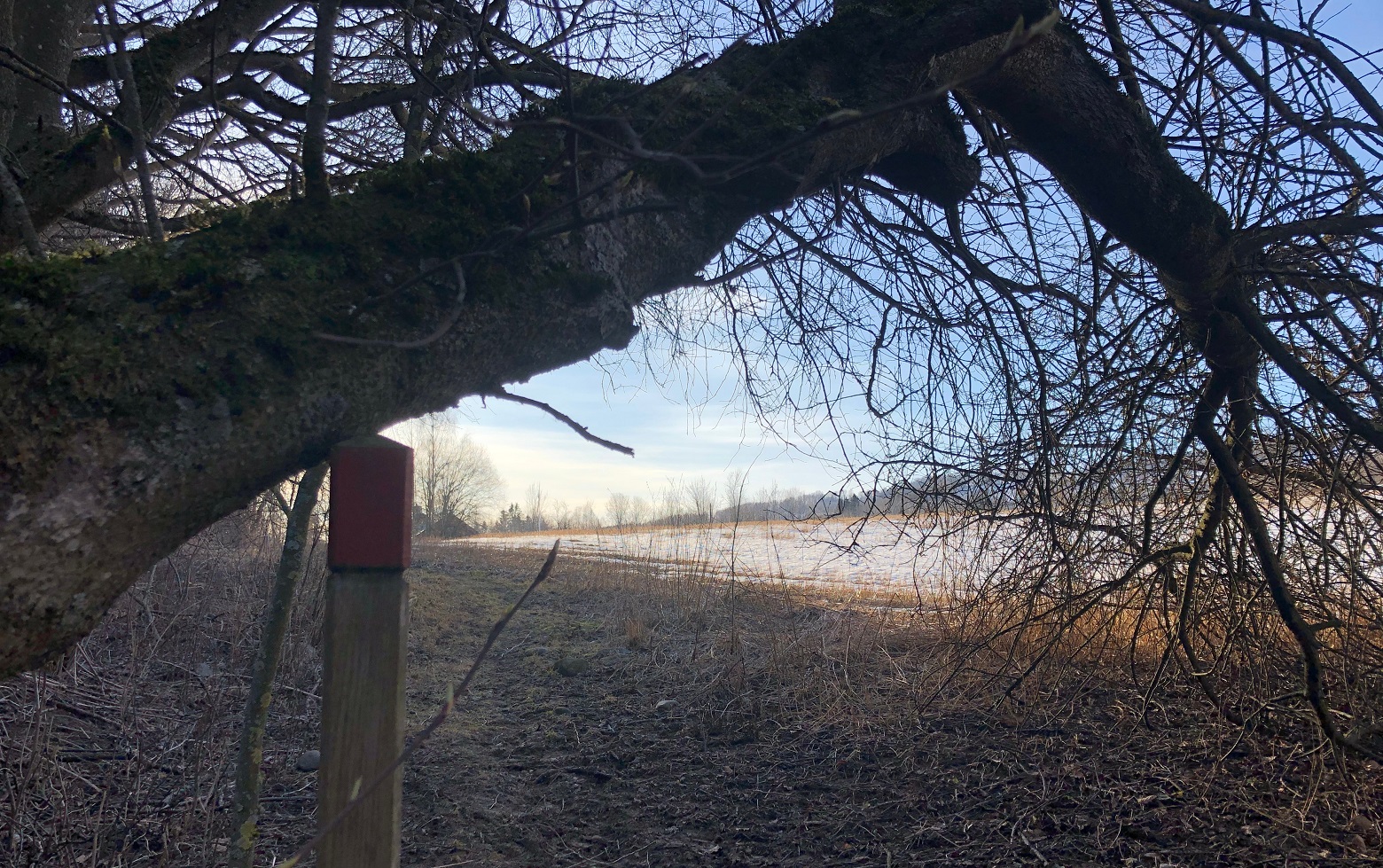 Dette er ei tid der vi støtter hverandre, slik treet lener seg på merkestaven langs pilegrimsleden i Østre Toten. Foto: Jorun Vang