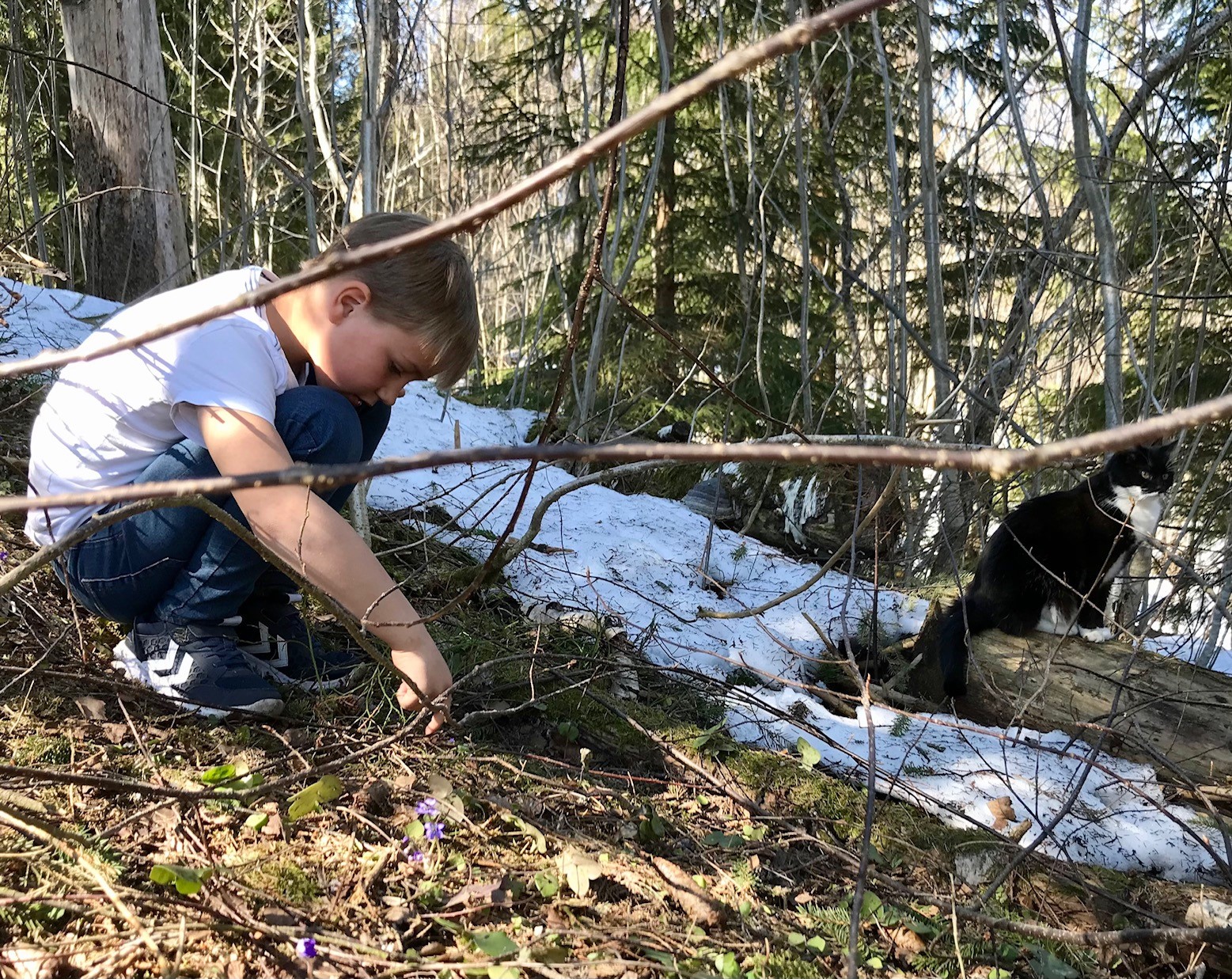 Halvard har funnet en blåveisskog. Foto: Jorun Vang