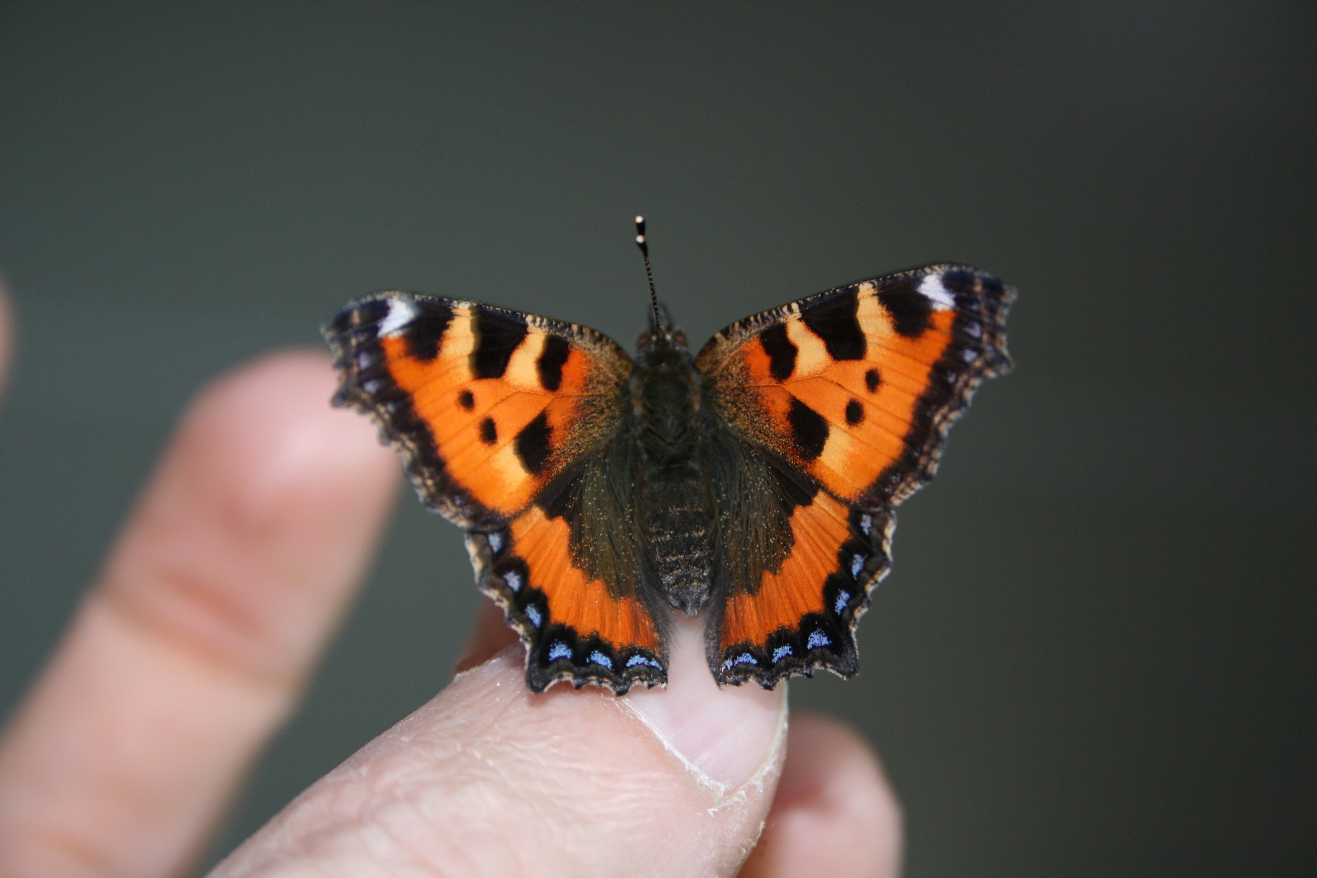 "Du har sikkert opplevd det at plutselig, ut av ingenting, kommer en sommerfugl og setter seg hos deg. Det er noe magisk med et sånt øyeblikk. " Foto: @rapha67 fra Pixabay.com