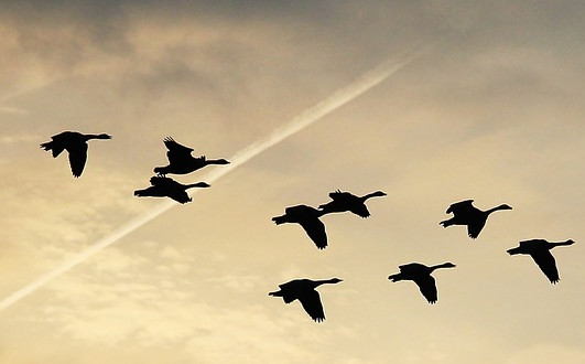 "Gjessene kommer i plogform. Hver gås på sin plass". Foto fra Pixabay.com/no