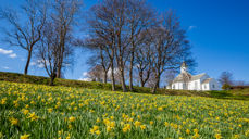 – Det som ble lagt i jorden er ikke dødt, men vekkes til liv. Det er dette som skjer rundt oss. Nå kommer påskeliljene opp av bakken. Knoppene springer ut og viser at livskreftene er her. Derfor blir påskeliljene et håpstegn, skriver biskop Ingeborg Midttømme i sin påskehilsen. Bildet er fra påskeliljemarka ved Aukra kirke (foto: Bjarne Midttømme)