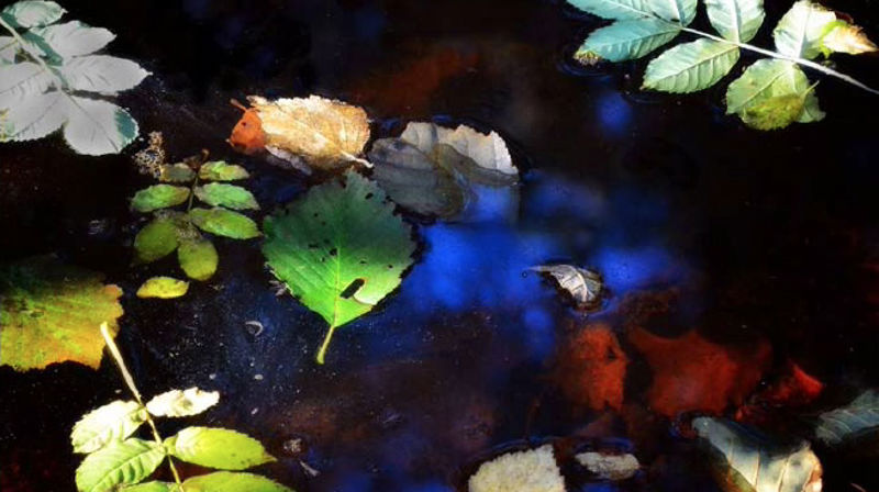 Handling gir håp!  Skaperverkets dag 2021