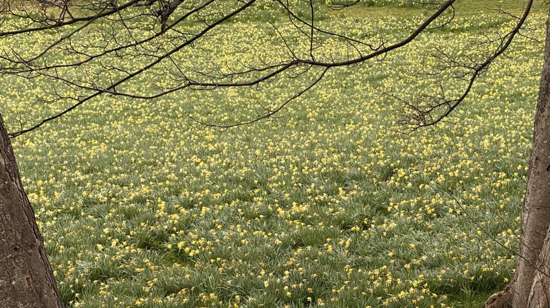 – Faktum er at den endelige døden måtte vike for Gudsrikets krefter, skriver Ingeborg Midttømme i en betraktning på tredje påskedag. Foto er fra påskeliljemarka ved Aukra kirke. (foto: Ingeborg Midttømme)