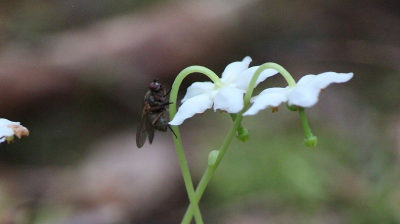 Samfunn og sjel (samhälle och själ) Nordisk Kirkelig Pilegrimskonferanse