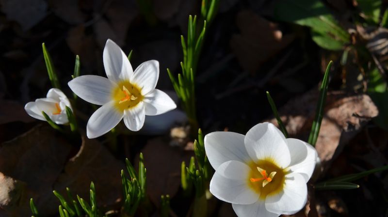 Jesu intense kjærlighet