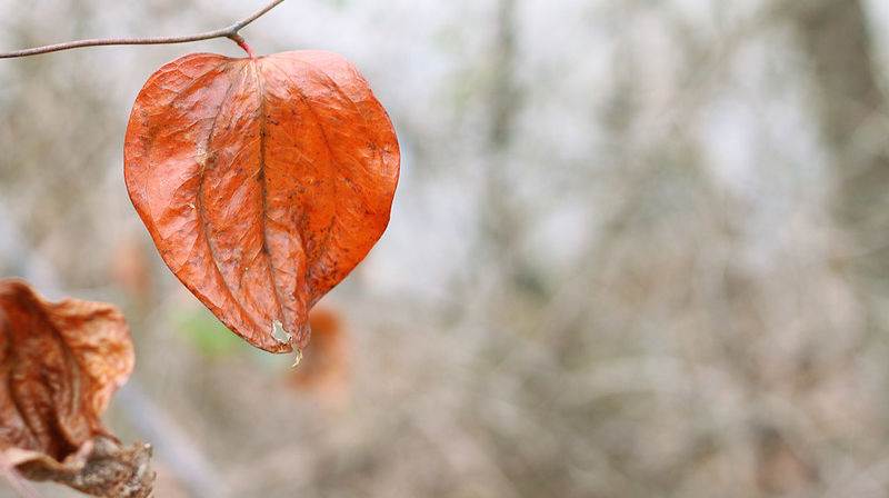 Foto: Emily Carlin, CC, flickr