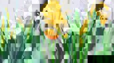 Foto: Tim Gouw, unsplash.com