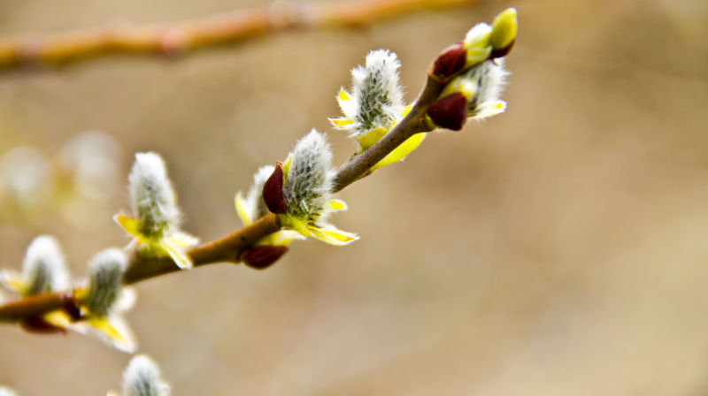 Om fellesskap – skjærtorsdag