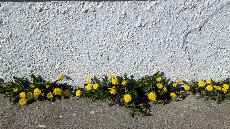 Kutter fem prestestillinger i Nordland