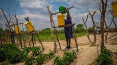 Folk i Zambia som har deltatt i Kirkens Nødhjelps opplæring i klimasmart landbruk, har klart å dyrke mat gjennom tørken i fjor. Foto: Kirkens Nødhjelp