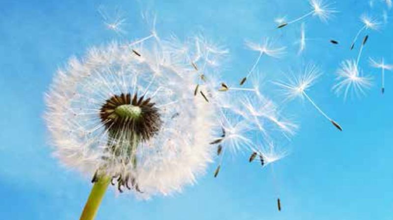 Klart for NMS' sommerfest