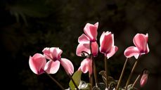 Foto: Pacto Visual / Pixabay