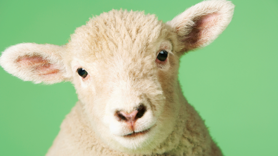 Krøllesamling  2-3 år