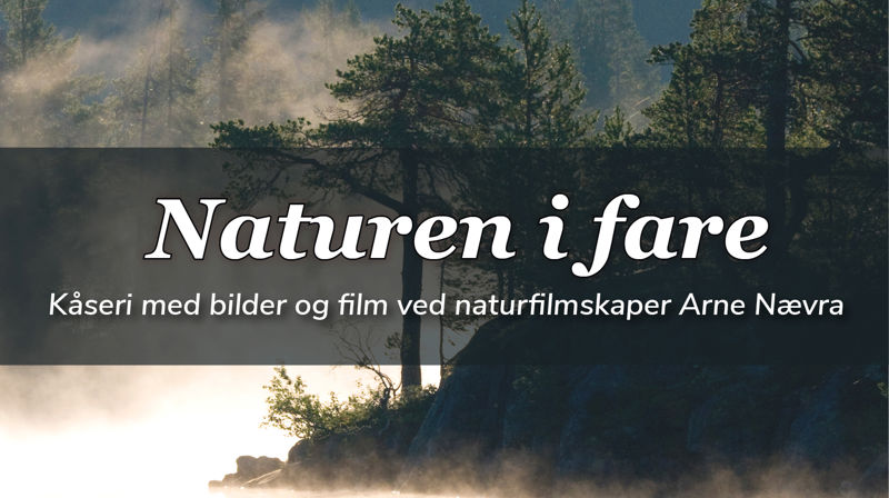 Foto: "Skogsmystikk" av Arne Nævra