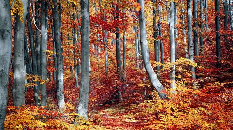 Bilde: Valentin / Pixabay