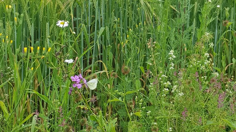 Radøykyrkjene er opne i sommar!