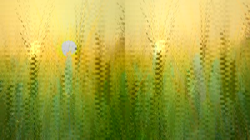 Sommargudsteneste i Manger kyrkje