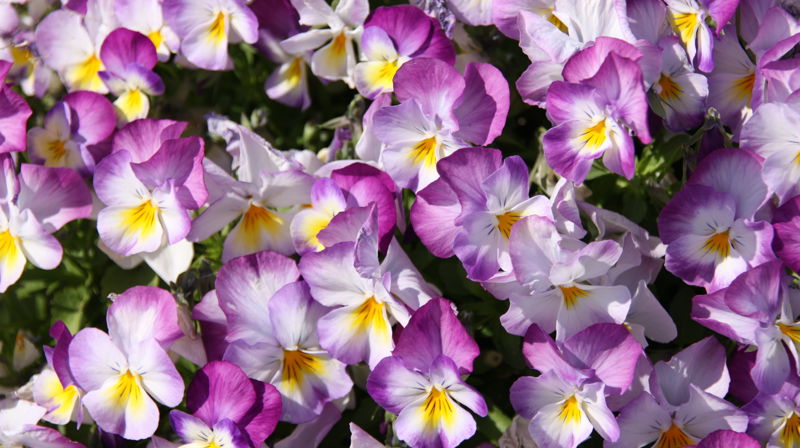 Informasjonskveld for besøksvenner