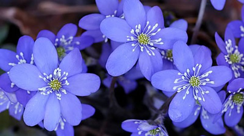 Velkommen til sommerfest søndag 18.juni