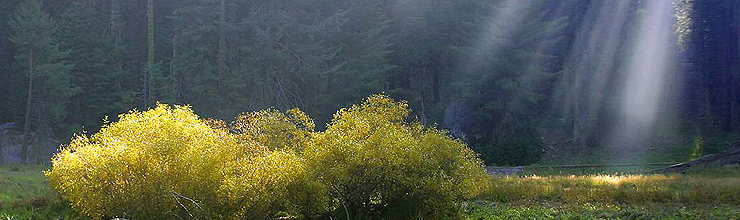 Synstolkning: skog med solstråler.