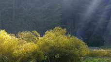 Synstolkning: skog med solstråler.