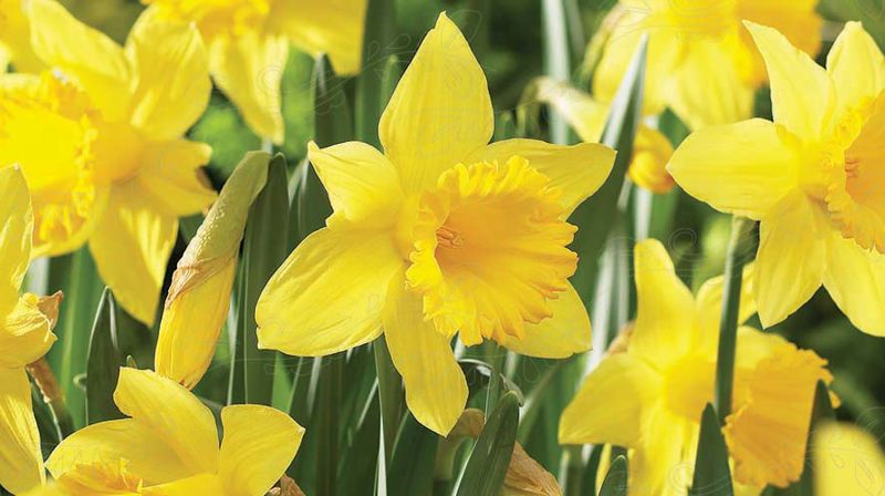 Velkommen til påskefeiring i kirkene i Asker!