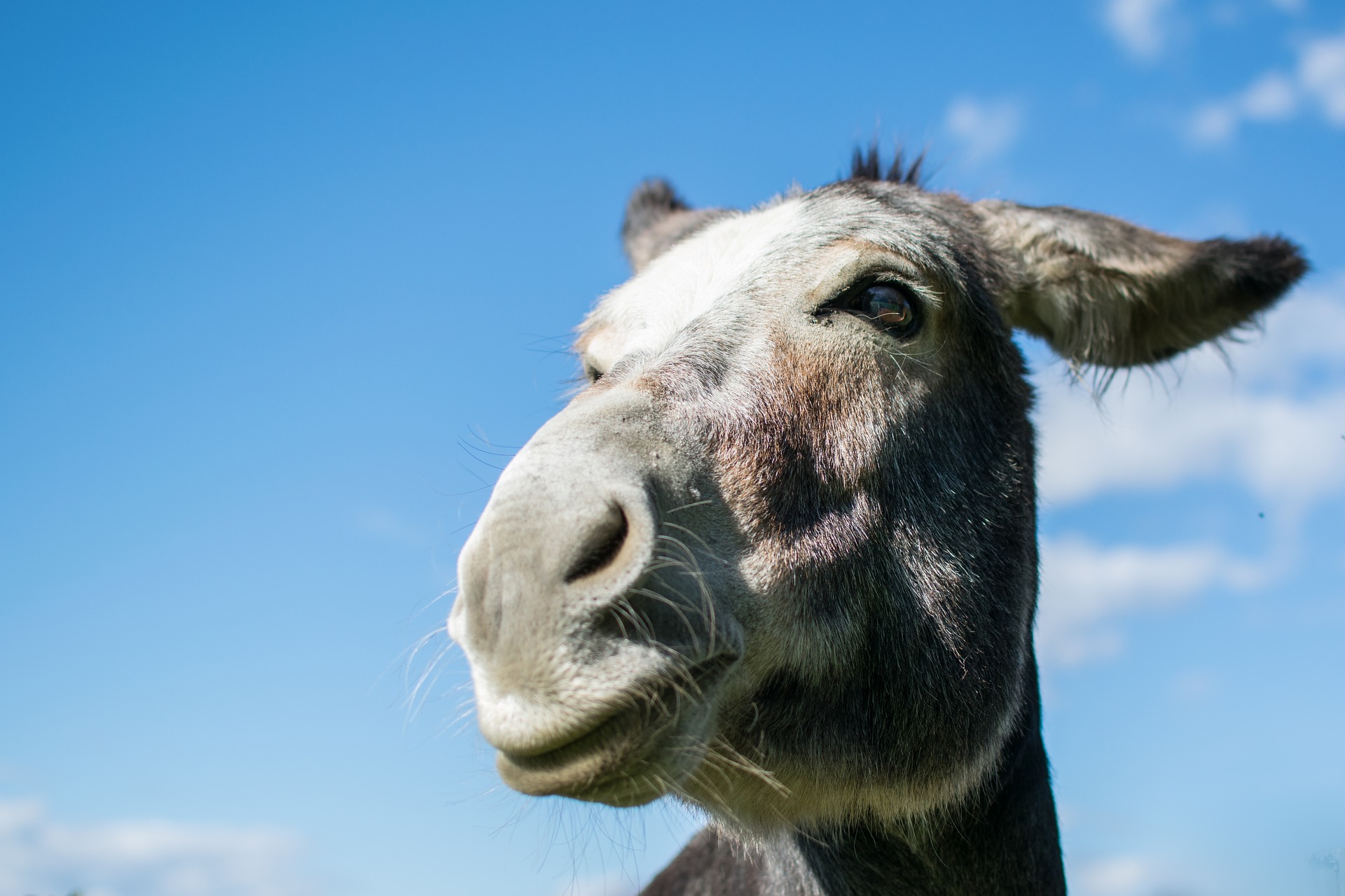 Foto: Andrea Bolis, Pixabay