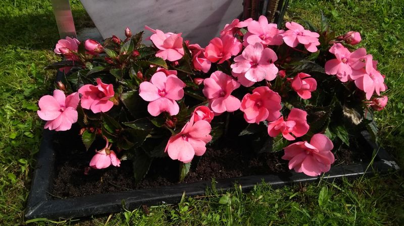 Stell utført på graver med stellavtale