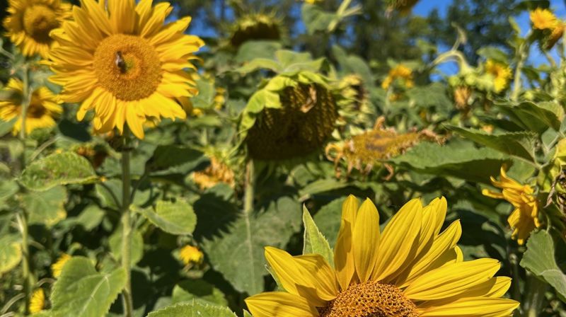 Har du forslag til en som bør hedres?
