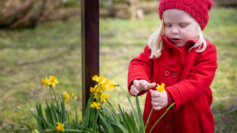 Barn og påskeliljer. Foto. Terje Peersen