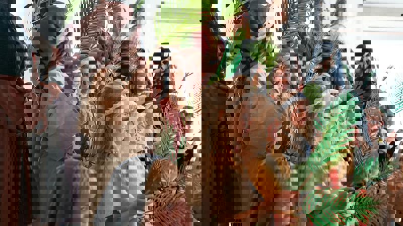 Foto: koret