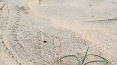 Spor i sanden. Foto: Kirkerådet