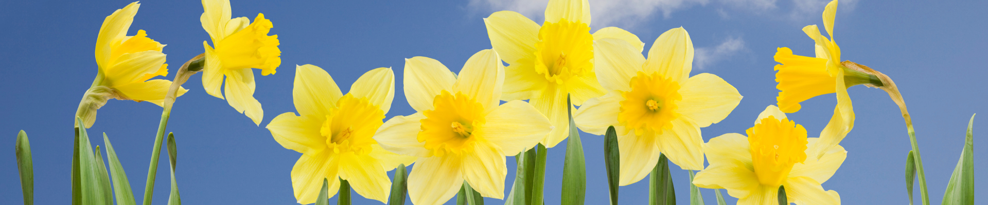 Toppbilde for Birkeland menighet